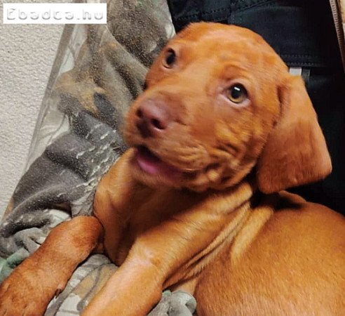 Kölyök vizsla ingyen