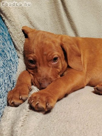 Kölyök vizsla ingyen