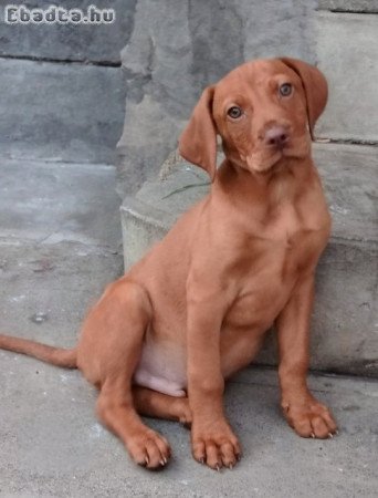 Kölyök vizsla ingyen
