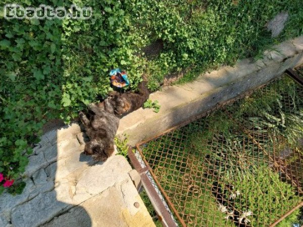 Schnauzer pár  kutyusok szerető gazdit keresnek