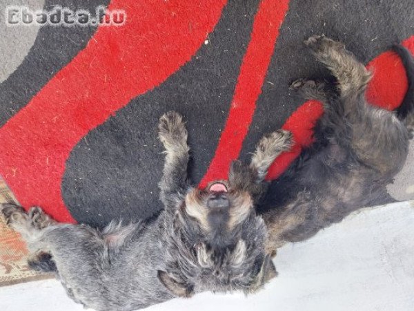 Schnauzer pár  kutyusok szerető gazdit keresnek