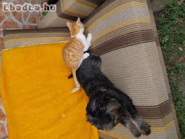 Schnauzer pár  kutyusok szerető gazdit keresnek