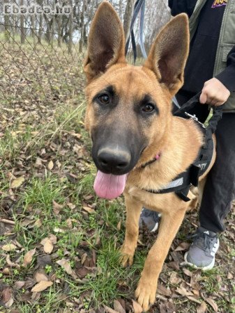 Ingyen elvihető belga-németjuhász kölyök kutya