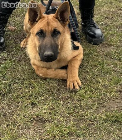 Ingyen elvihető belga-németjuhász kölyök kutya