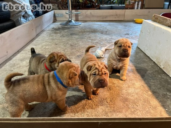 Shar-pei kölyök