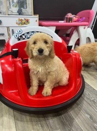 Goldendoodle kölykök