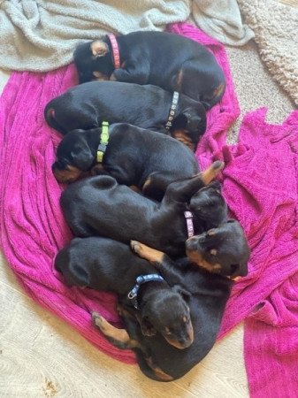 Doberman Pinscher kölykök