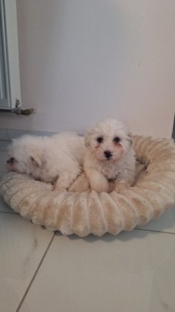 Bichon Havanese