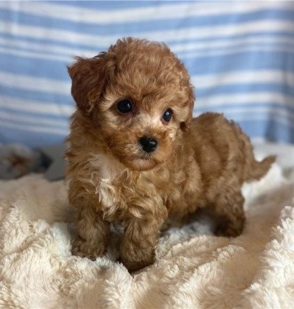 Maltipoo kölykök