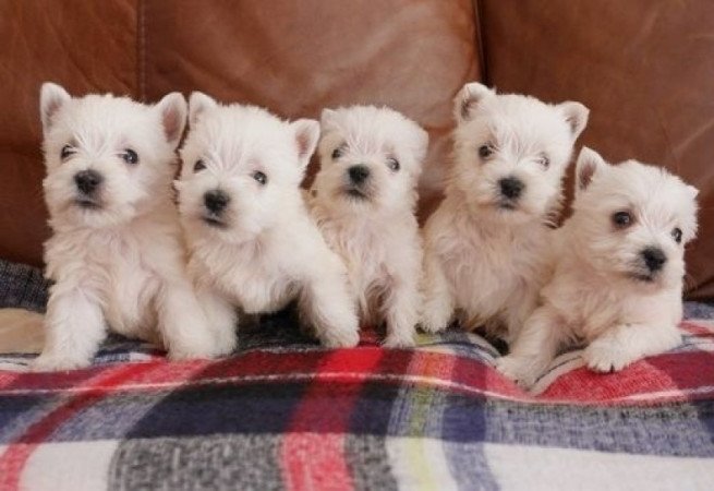 West Highland White Terrier kiskutyák