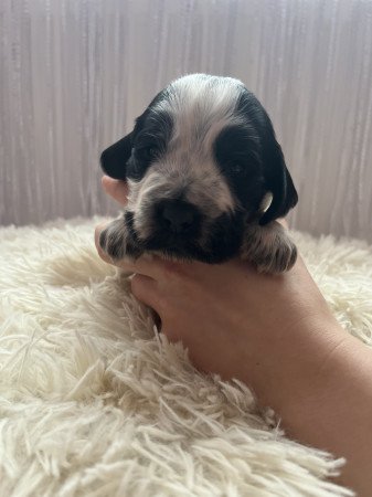 Angol cocker spániel kiskutya