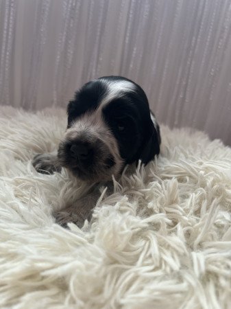 Angol cocker spániel kiskutya