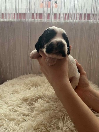 Angol cocker spániel kiskutya