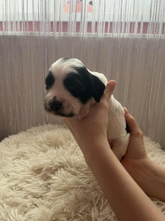 Angol cocker spániel kiskutya