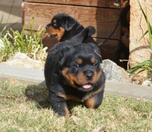 Német rottweiler kölykök eladók