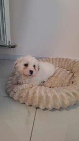 Bichon Havanese