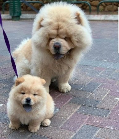 Chow chow kölykök