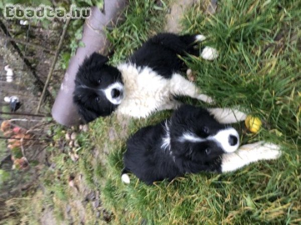 Border collie kiskutyák