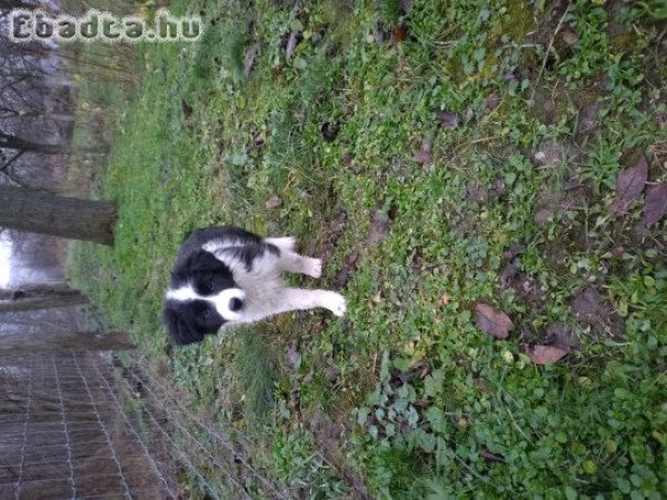 Border collie kiskutyák