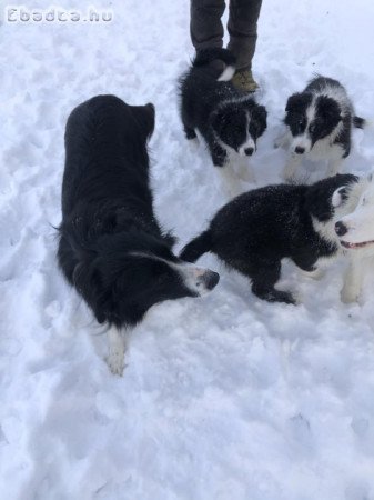 Border collie kiskutyák