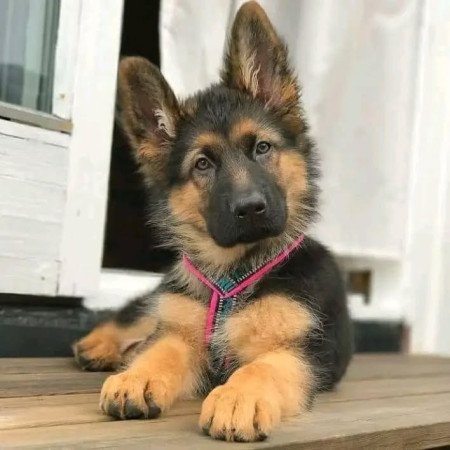 Németjuhász kölykök