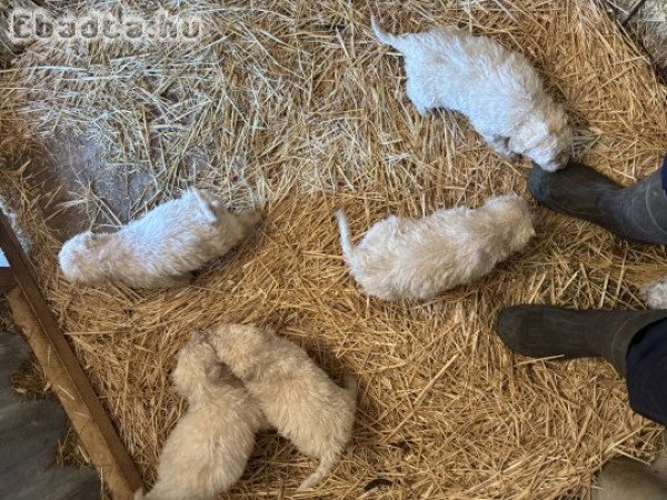 Komondor jellegű kölyök kutyák költöznének