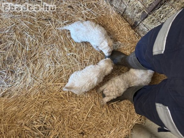 Komondor jellegű kölyök kutyák költöznének