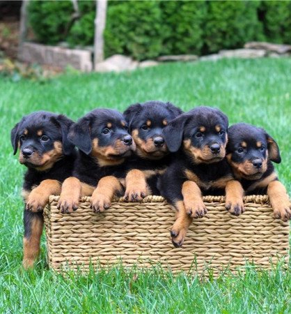 Rottweiler kölykök