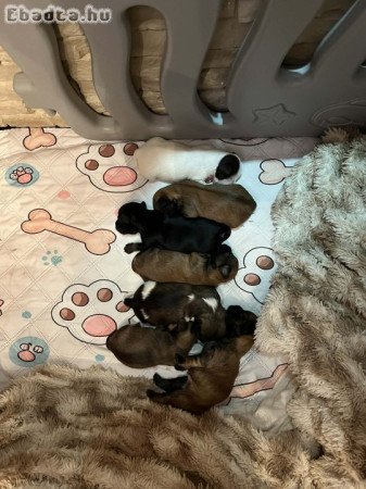 Eladó Bichon Havanese kiskutyák