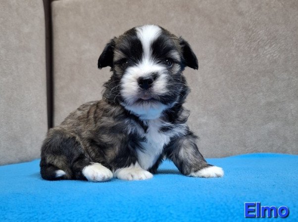 Bichon havanese