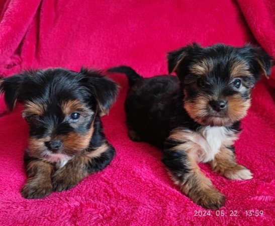 yorkshire terrier