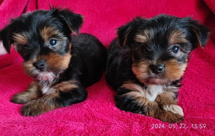 yorkshire terrier