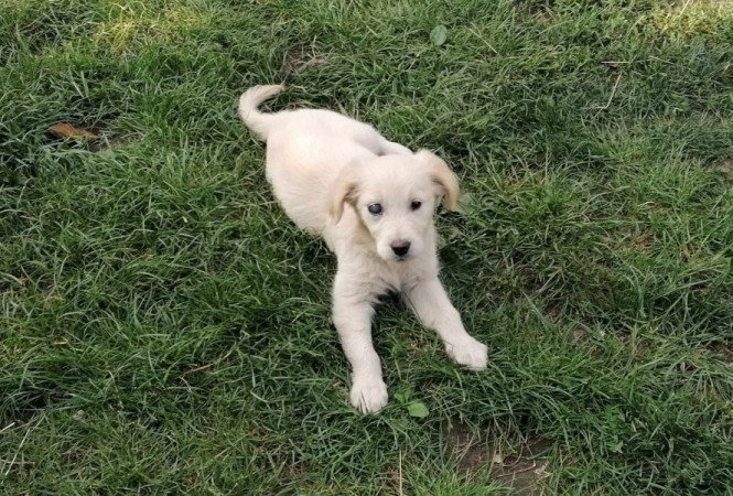 Golden retriever