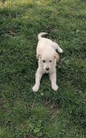 Golden retriever