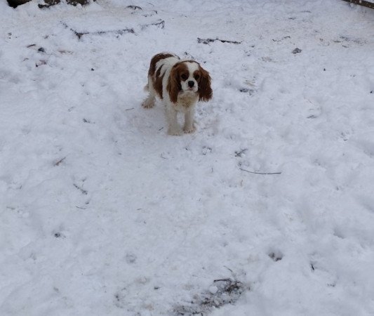 Cavalier king charles spániel