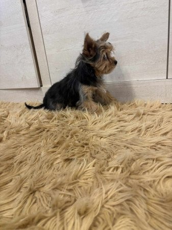 Yorkshire terrier