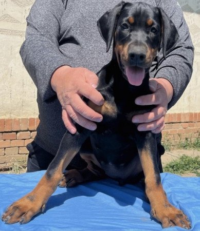 Dobermann