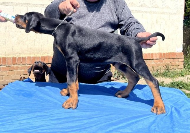 Dobermann