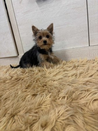 Yorkshire terrier