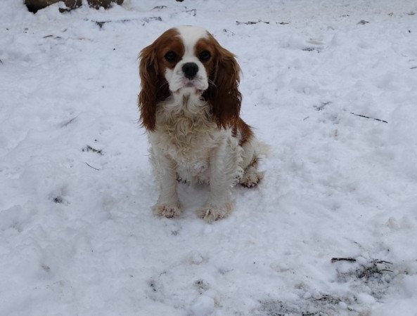 Cavalier king charles spániel