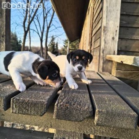 Purson Russel terrier kiskutyák