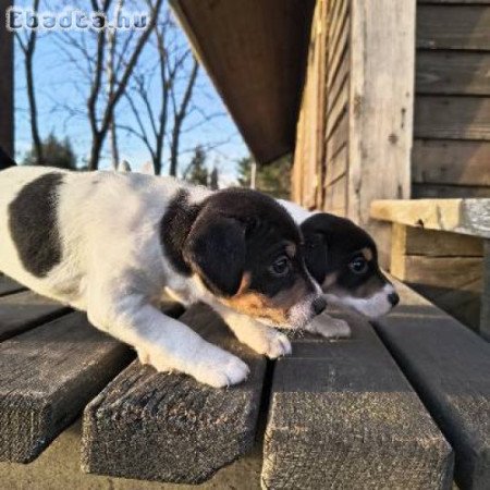 Purson Russel terrier kiskutyák