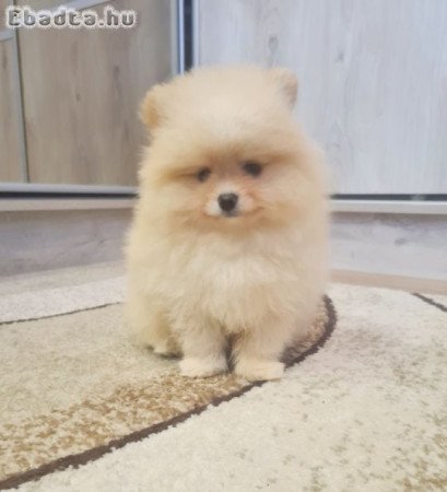 Csodaszép pomerániai törpe spicc kisfiú eladó
