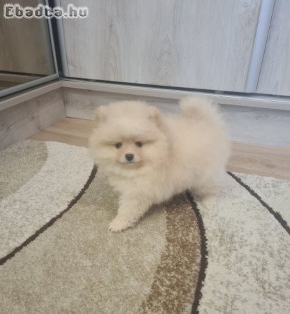 Csodaszép pomerániai törpe spicc kisfiú eladó