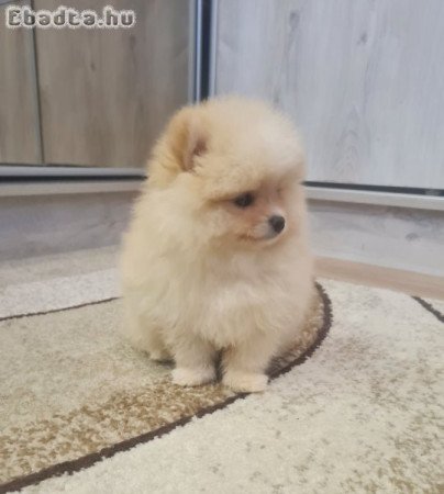 Csodaszép pomerániai törpe spicc kisfiú eladó