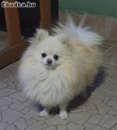 Csodaszép pomerániai törpe spicc kisfiú eladó