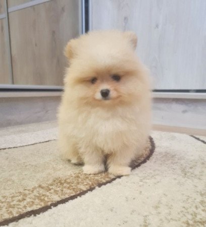 Pomerániai törpe spicc