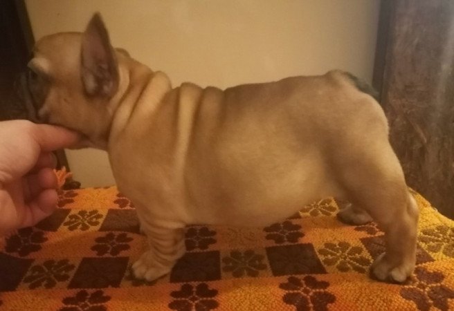 Francia bulldog