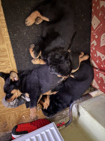 2 Rottweiler Kiskutya keresi szerető gazdijukat