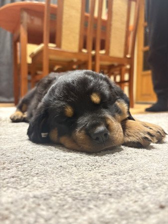 2 Rottweiler Kiskutya keresi szerető gazdijukat
